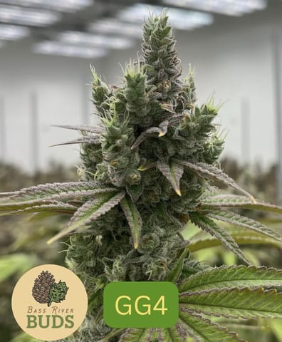 GG4