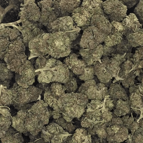 POT ZERO - ALIEN COOKIES - BULK COPPER TIER BUD