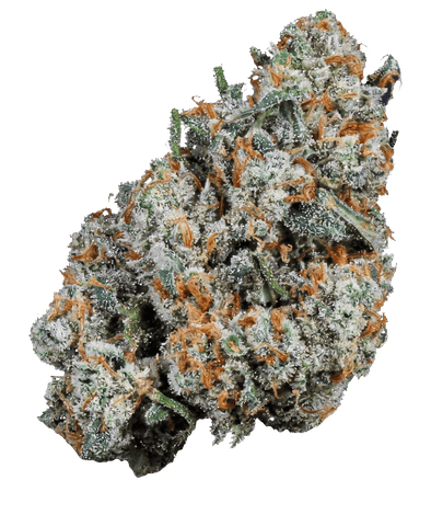 FLOWER | JACK HERER | SATIVA DOMINANT HYBRID | 3.5 GRAMS | 1/8TH OZ