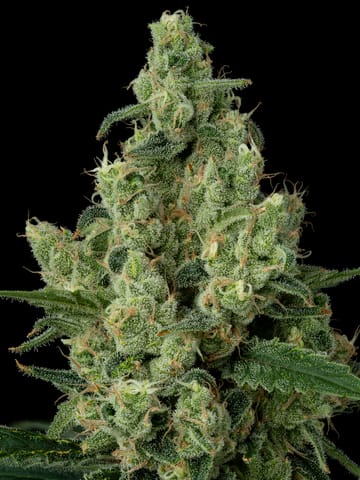 The Hive #11, Flower, 3.5g
