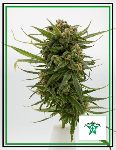 Buds - Papaya Pez