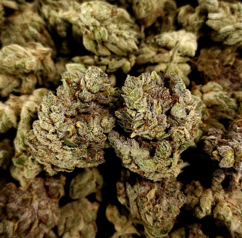 SFV OG - Pure Medical - MED - Bulk