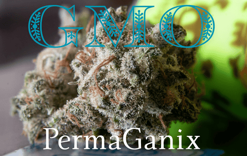 G.M.O. Flower PermaGanix