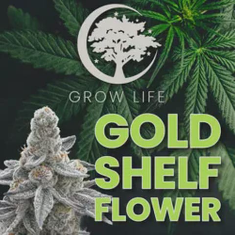 Strawberry Fizz - Gold Shelf REC - 3.5g