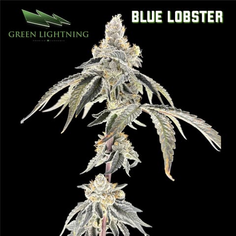 Blue Lobster (3.5g)