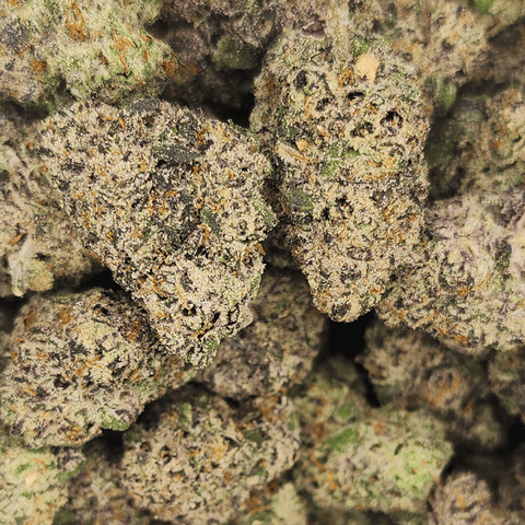 BOW HOUSE | COTTON CANDY Z | BULK FLOWER
