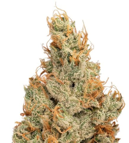 Guava Tangie Flower 3.5g
