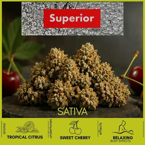 Trop Cherry Punch Deli Cannabis Flower by Superior | Golden Rookie