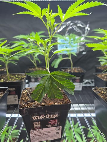 Super Boof | Plant Clone | Wise Guys