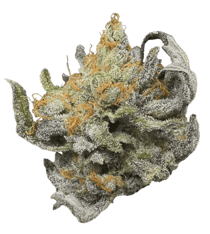 Sattva | Strawberry Biscotti (H) | 7g Indoor Flower