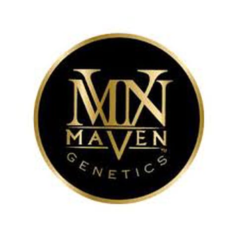 Maven Genetics | Prizm | Indica | 3.5G