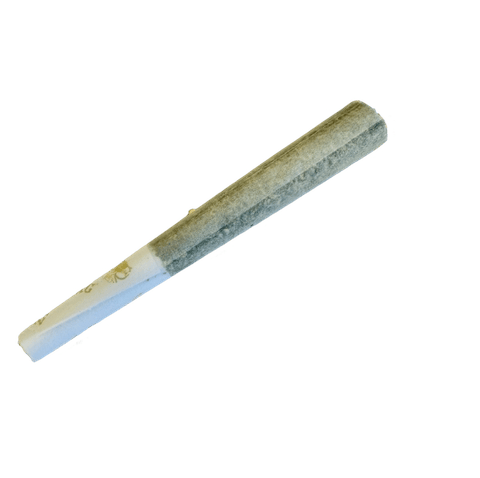 Arctic Bakery | Blueberry Lemon Tart | Arctic Cooler Terp Preroll | 2pk | .5g