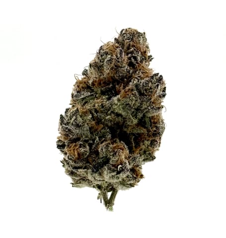 Black Maple 22
