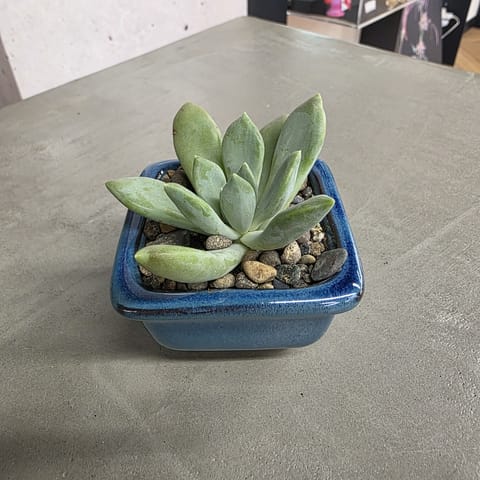 Faith McClurg Blue Medium Small Pot