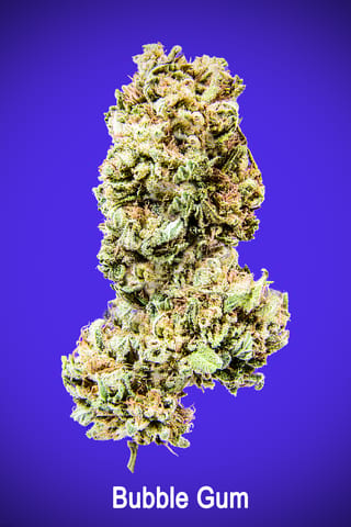 Maggie's Signature Stash | Bubble Gum | I |  Loose Flower