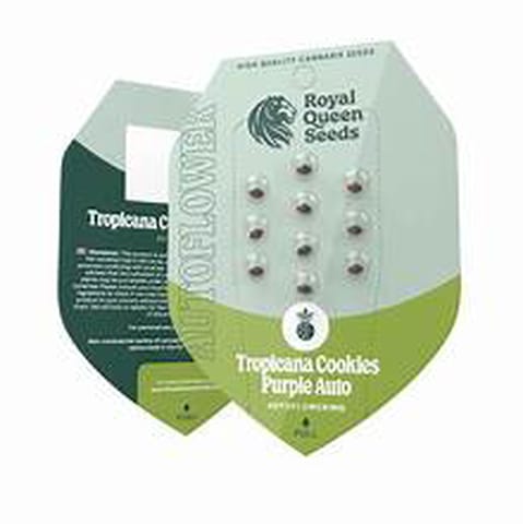 Tropicana Cookies Auto Flower 3 Pack Seeds - Regular