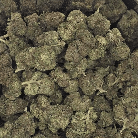 HEARTLAND - SHERBANGER - BULK BRONZE TIER BUD