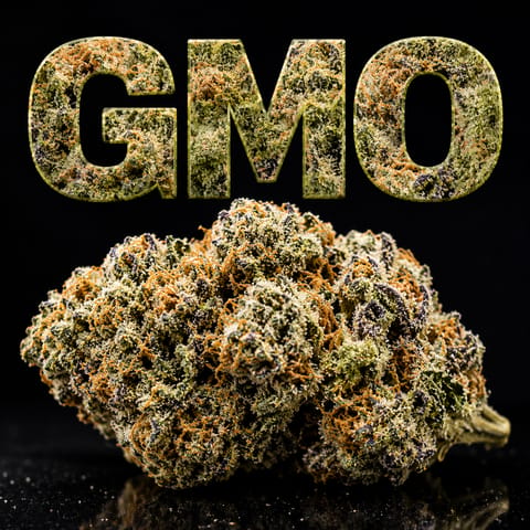 GMO - Flower - 3.5g