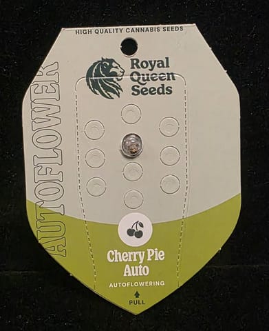 Auto Flowering Seeds - Cherry Pie Auto