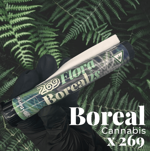 Citradelic Sunset | 269 Flora Borealis | 1g Infused Preroll