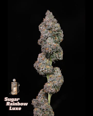 BLUE SHELF DELI FLOWER - SUGAR RAINBOW LUXE (I/H)