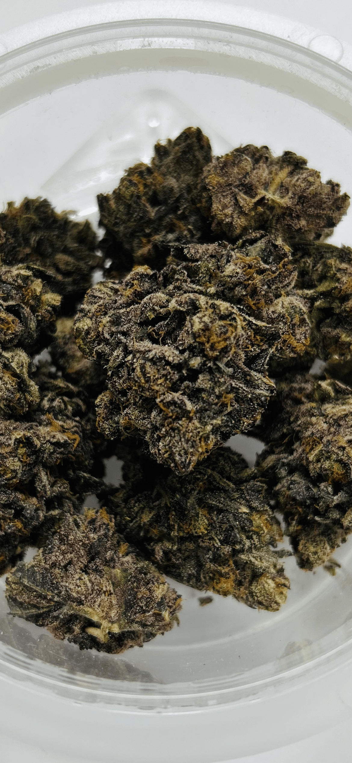 Red Hotz | Favrd 6 ⭐ - 14g