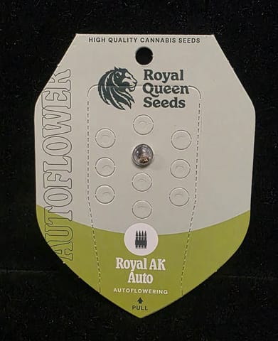 Auto Flowering Seeds - Royal Ak Auto