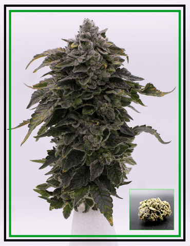 Buds - Princefari
