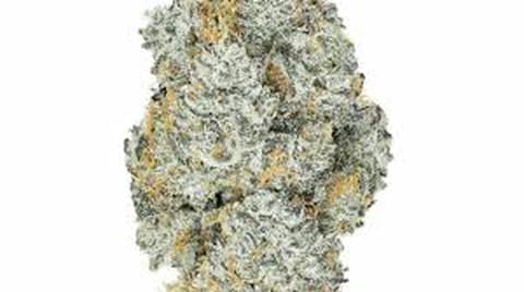 Platinum | Gelato Float - 3.5 grams