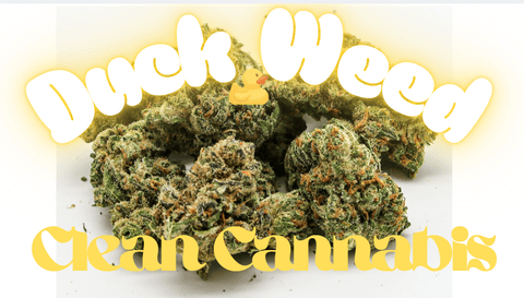 Duck Weed Flower Clean Cannabis