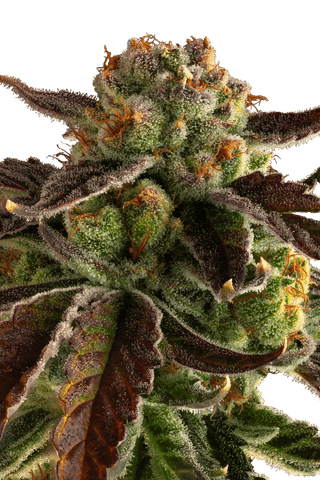 Trop Gelato 3.5g
