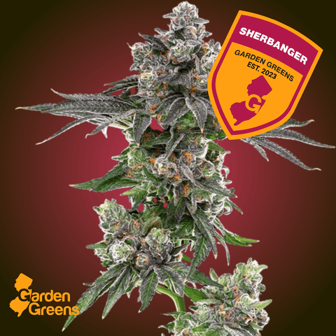 Sherbanger 14G