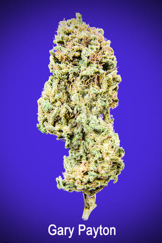 Maggie's Signature Stash | Gary Payton | H | Loose Flower