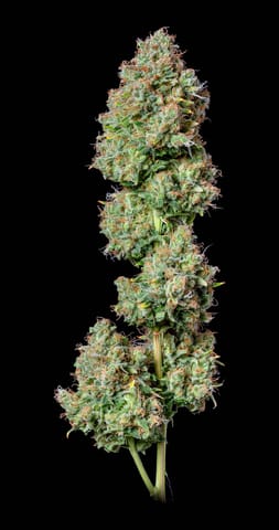 Alt Sol | King's Juice | 7g