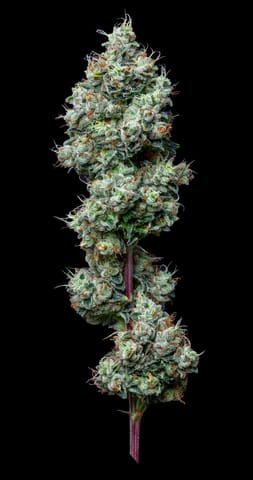 Alt Sol | Motorbreath | 3.5g