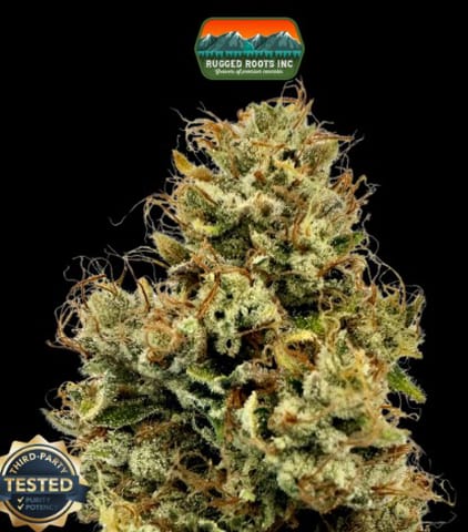 Motorbreath Flower 3.5g