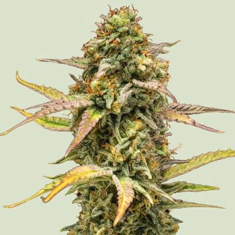 Hyperion - Premium Flower 3.5g