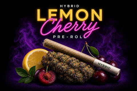 Lemon Cherry Gelato - Pre Roll - 1g