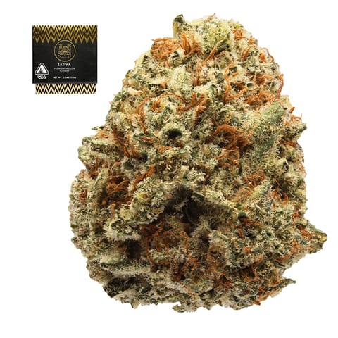 Maven Genetics | Zuzu Berry | Sativa | 1g