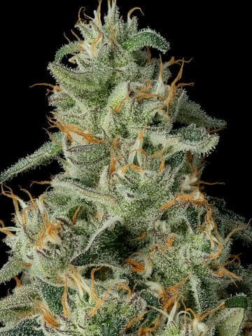 Mule Fuel, Flower - 3.5g