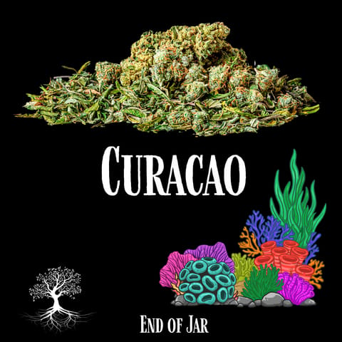 Buds- Curacao