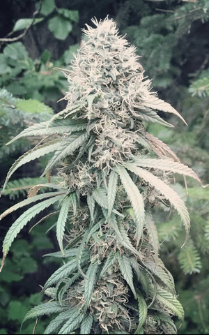 Liberty Haze BBud 1g