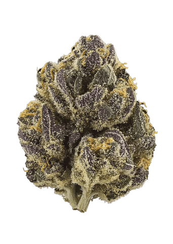 Sattva | Gelo Belts (I) | 7g Indoor Flower
