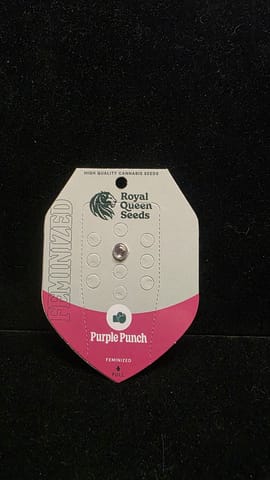 Feminized Seeds - Purple Punch FEM