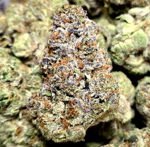 Lato 95 (Hydro)