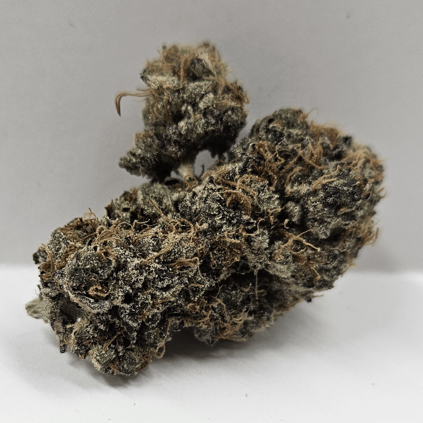 NW Soiltech | Magic Meatball Gelato
