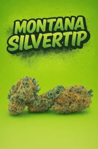 Tier 3 - MT Silvertip - - 1/4oz