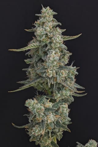 HiFlyer-IX - FLOR - 3.5