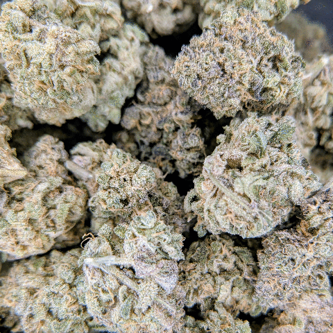 Hypnotic - Deli Flower - $3/g