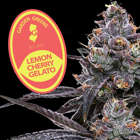 Garden Greens - Lemon Cherry Gelato - 0.5g 2 pack-Preroll - Balanced Hybrid